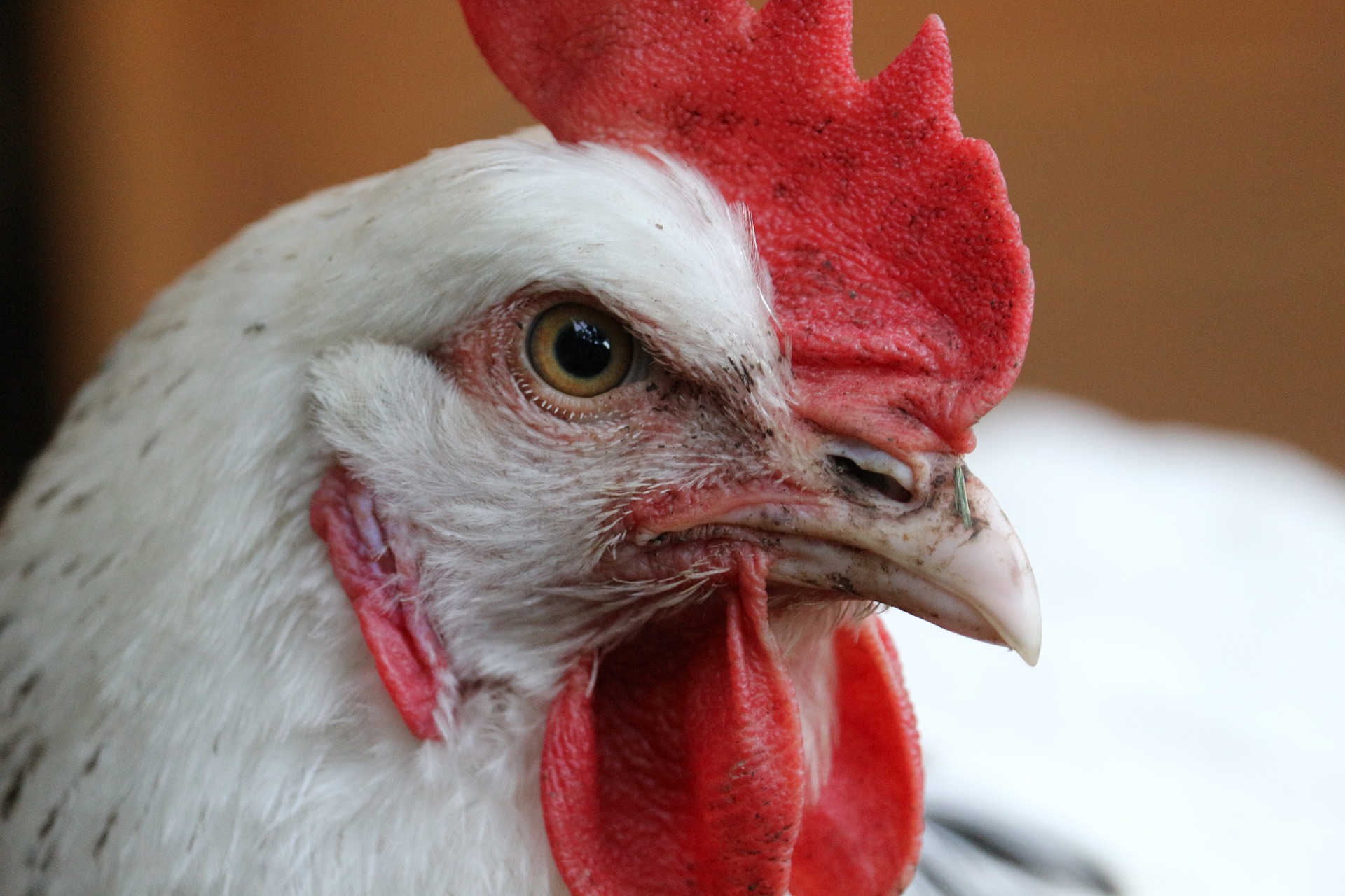 Greenfeed - Poulets de chair - LLDC ALGAE